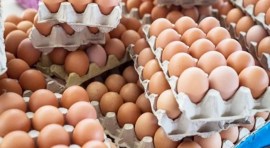 Yumurta da zamlandı