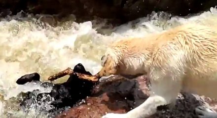 Boğulmak üzere olan arkadaşını böyle kurtardı!